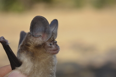 Hipposideros fulvus