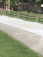 Odocoileus virginianus