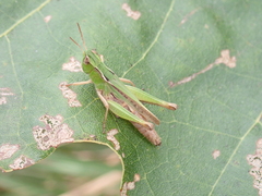 Orphulella speciosa