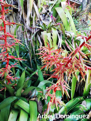 Tillandsia guatemalensis