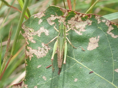 Orphulella speciosa