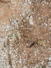 Dasymutilla ursus