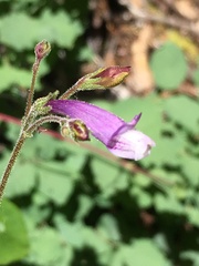 Penstemon personatus