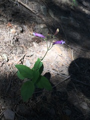 Penstemon personatus