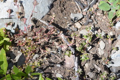 Polygonum minimum