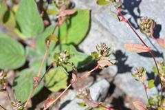 Polygonum minimum