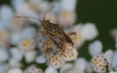 Stictopleurus abutilon