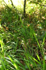 Melica picta