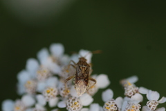 Stictopleurus abutilon