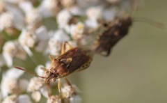 Stictopleurus abutilon