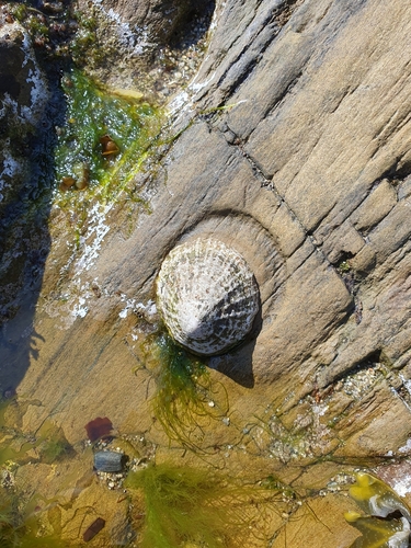 Common Limpet