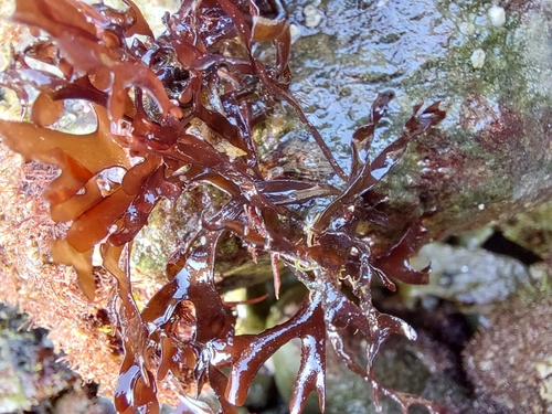 Image of Mastocarpus stellatus by no rights reserved