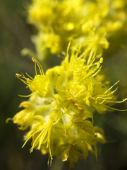 Oligogonum