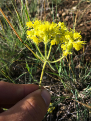 Oligogonum