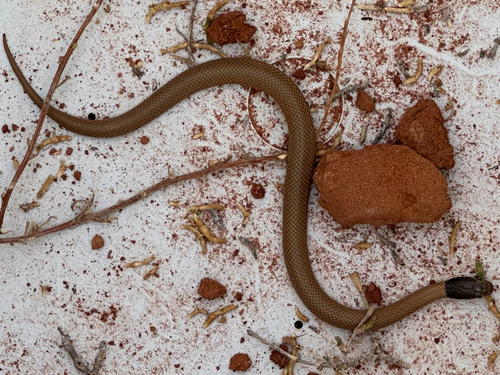 Curl Snake