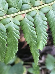Polystichum × illyricum