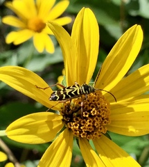 Megacyllene robiniae