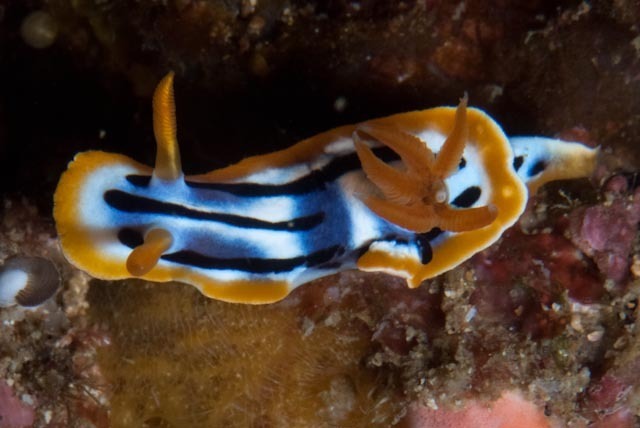 Broken-line Rainbow Dorid
