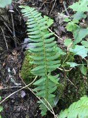 Polystichum × illyricum