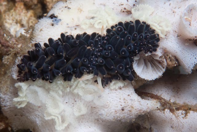 Blackgill Tenellia