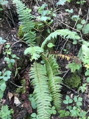 Polystichum × illyricum