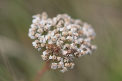 Stictopleurus abutilon