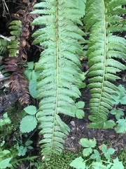 Polystichum × illyricum