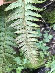 Polystichum × illyricum