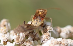 Stictopleurus abutilon