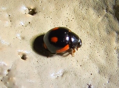 Hyperaspis lateralis