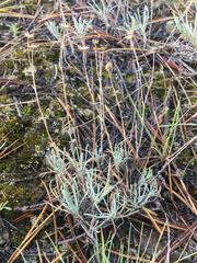 Erigeron linearis