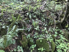 Polystichum × illyricum