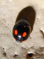 Hyperaspis lateralis