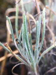 Erigeron linearis