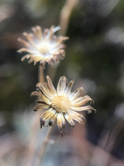 Erigeron linearis