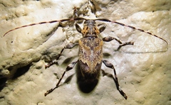 Graphisurus triangulifer