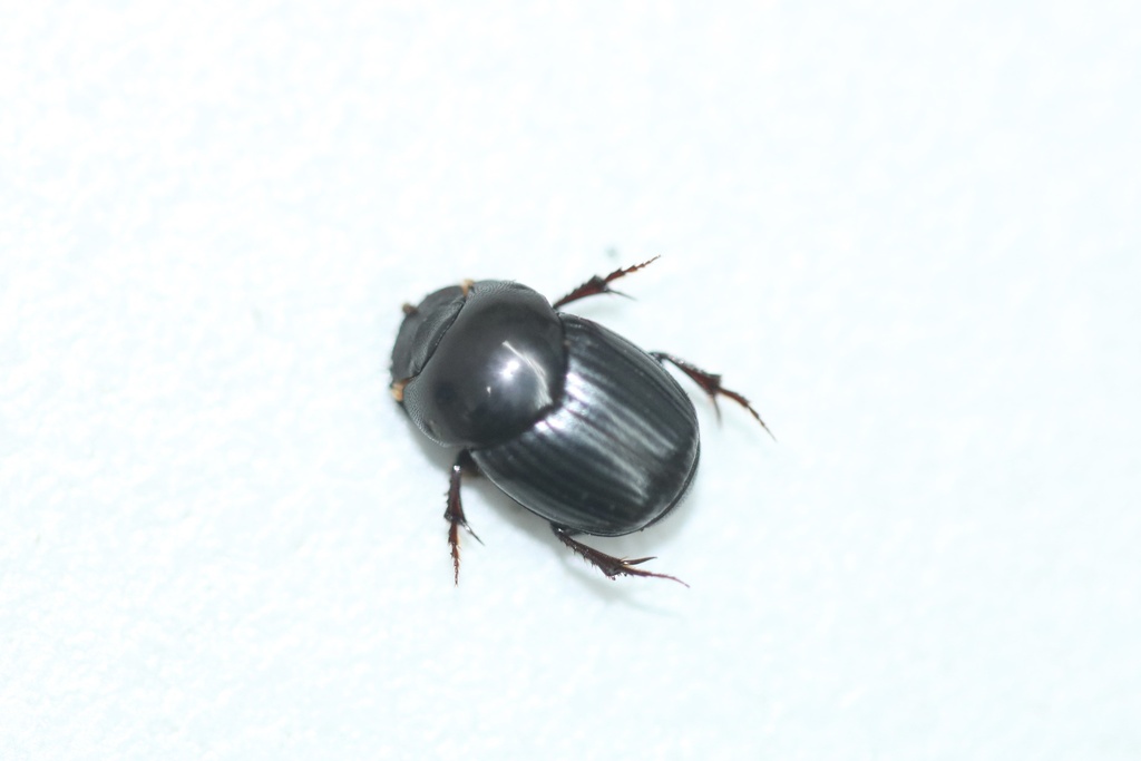 Parascatonomus kiuchianus
