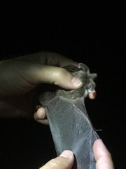 Myotis bechsteinii
