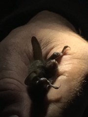 Myotis bechsteinii