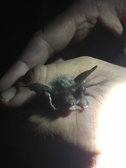 Myotis bechsteinii