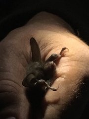 Myotis bechsteinii