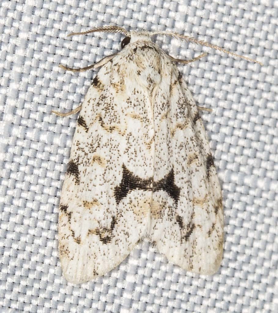 Thallarcha macilenta