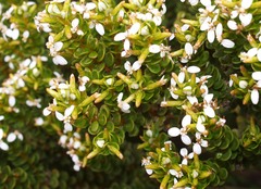 Olearia nummulariifolia