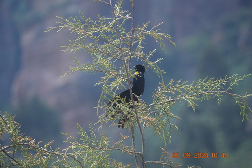 Yellow-mantled Widowbird