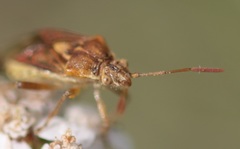Stictopleurus abutilon