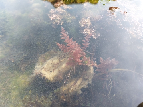 Image of Asparagopsis armata by no rights reserved