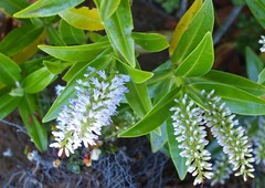 Veronica stricta lata