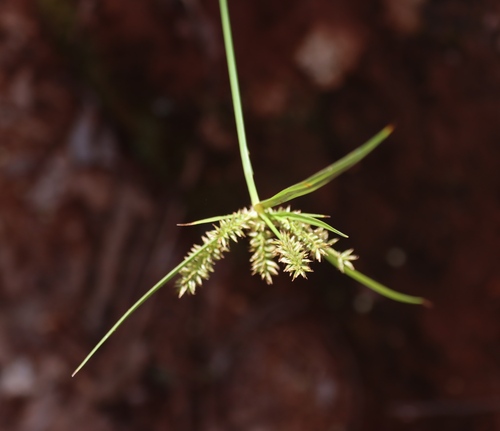 Image of Cyperus cyperoides by (c) Tony Rebelo, some rights reserved (CC BY-SA)