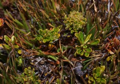 Wahlenbergia pygmaea pygmaea