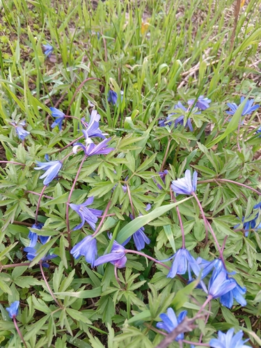 Anemone caucasica, photograph 5